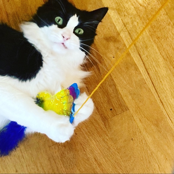 Meet your Posher, Suzer - Picture 4 of 6